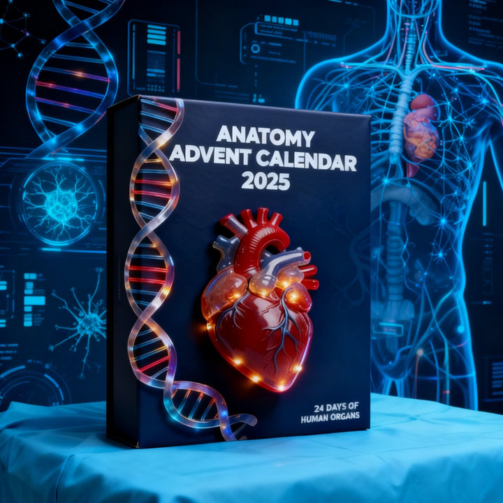 Anatomisk adventskalender 2025 