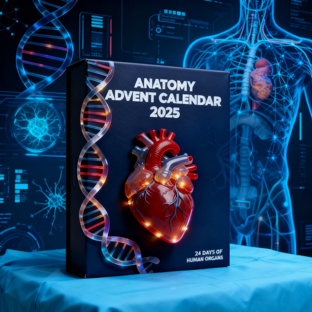 Anatomisk adventskalender 2025 