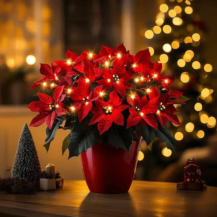 Kerstjerne Rubin Strålende