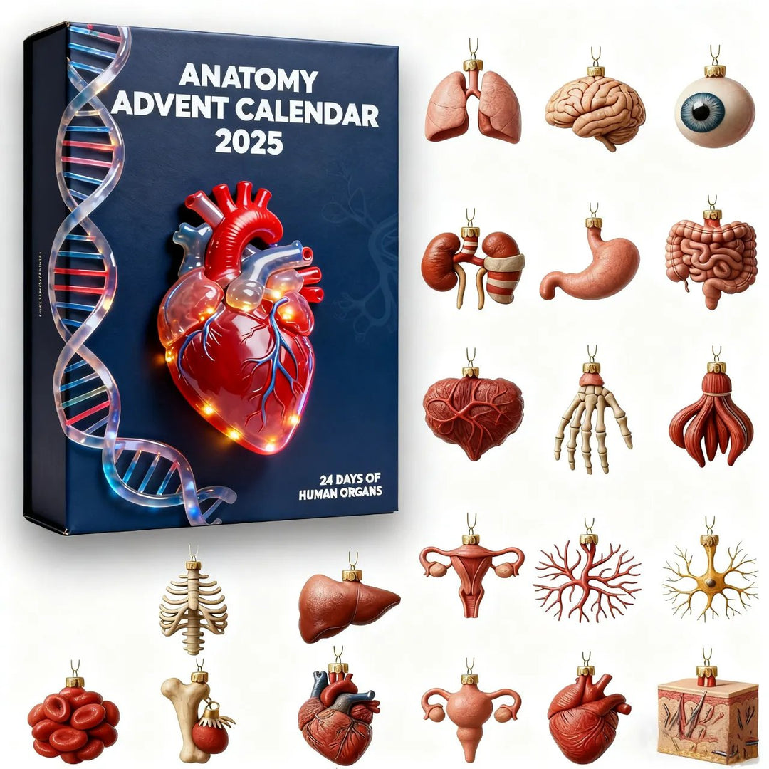 Anatomisk adventskalender 2025 