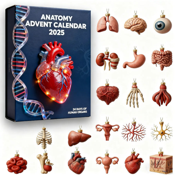 Anatomisk adventskalender 2025 